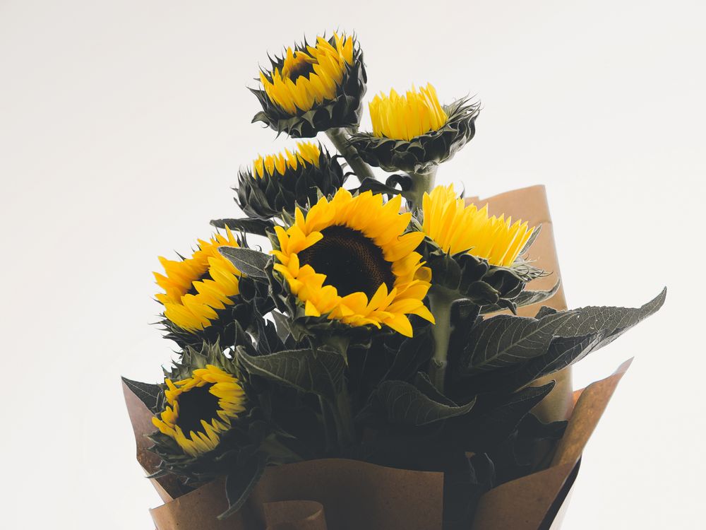 Ce que le tournesol signifie vraiment, et pourquoi c'est un cadeau facile à réussir