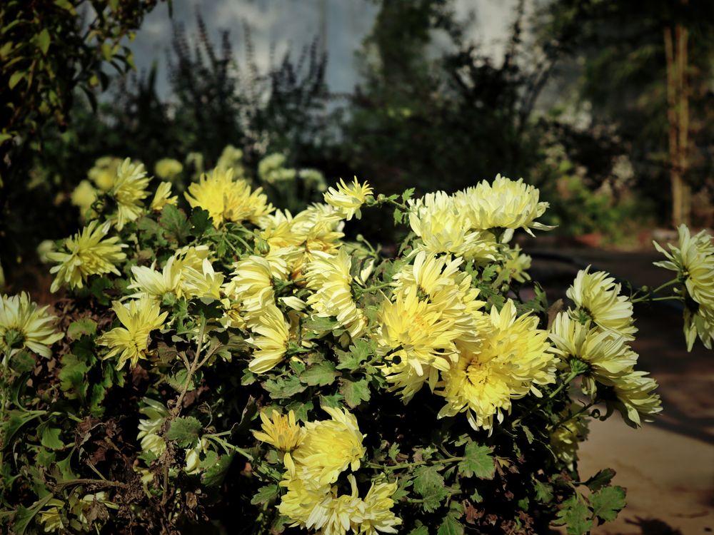 Le chrysanthème : un cadeau joyeux ici, une fleur de cimetière là d'où vous l'envoyez