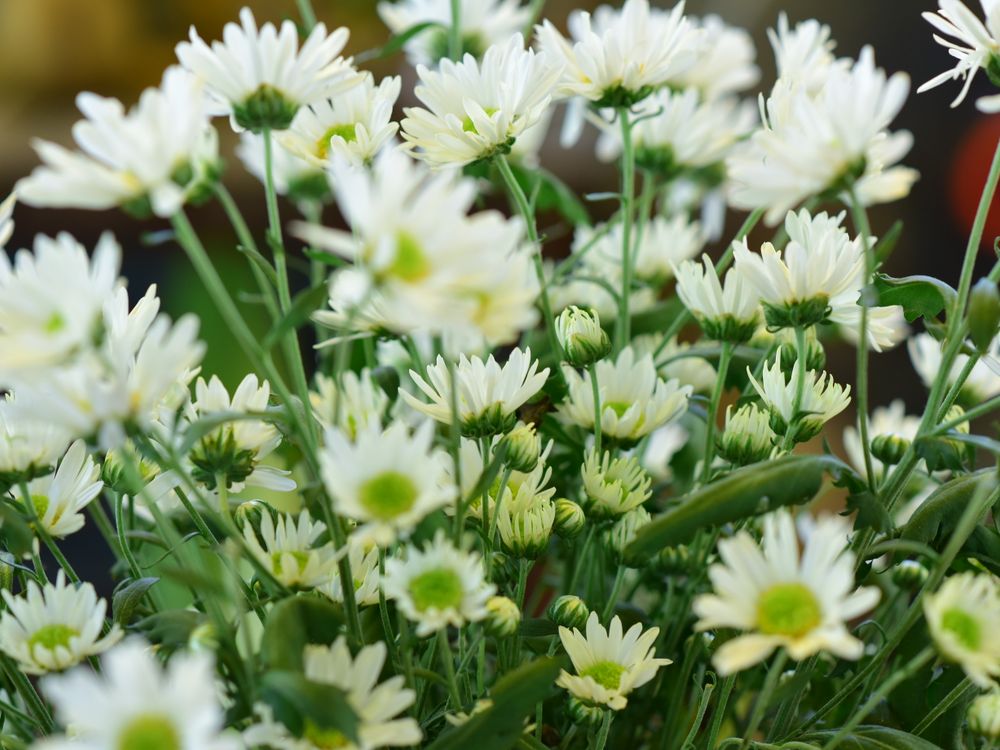 Ce que signifie la marguerite, et pourquoi c'est la fleur la plus sûre à offrir en premier