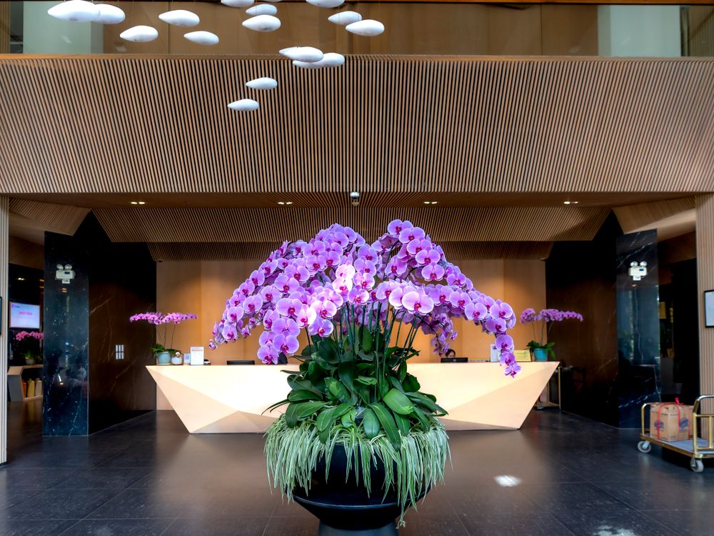 Livraison de fleurs dans un hôtel ou un hôpital à Istanbul : ce dont le livreur a vraiment besoin