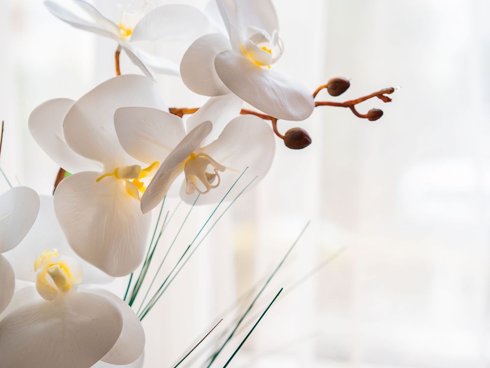 Livraison de fleurs en entreprise à Istanbul : cadeaux de bureau, pas inauguration