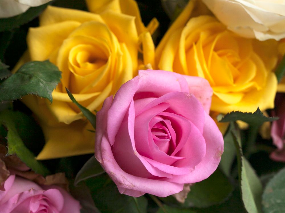 Couleurs des roses et leur signification, dont celle qui se lit autrement en Turquie