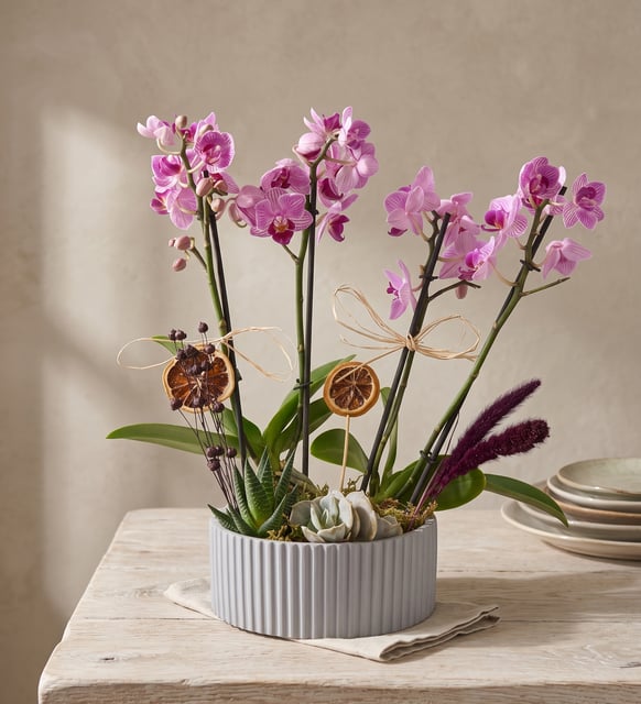 Mini-Orchideen mit Vier Rispen und Sukkulenten im Grauen Topf, Zwei rosa Mini-Orchideen mit Doppeltrieb, dazu eine Haworthia und eine Echeveria, getrocknete Orangenscheiben und lila Limonium in einem grauen Rillentopf, 25 bis 30 cm hoch.