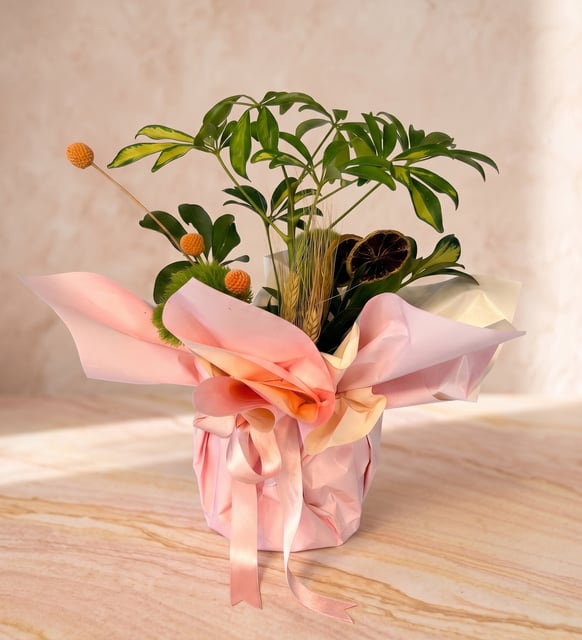 Schefflera im Topf, Rosé- und Cremepapier, Eine glänzend grüne Schefflera in rosé-cremefarbenem Papier, ergänzt durch Craspedia, Weizen und getrocknete Zitrone für eine warme, rustikale Note.