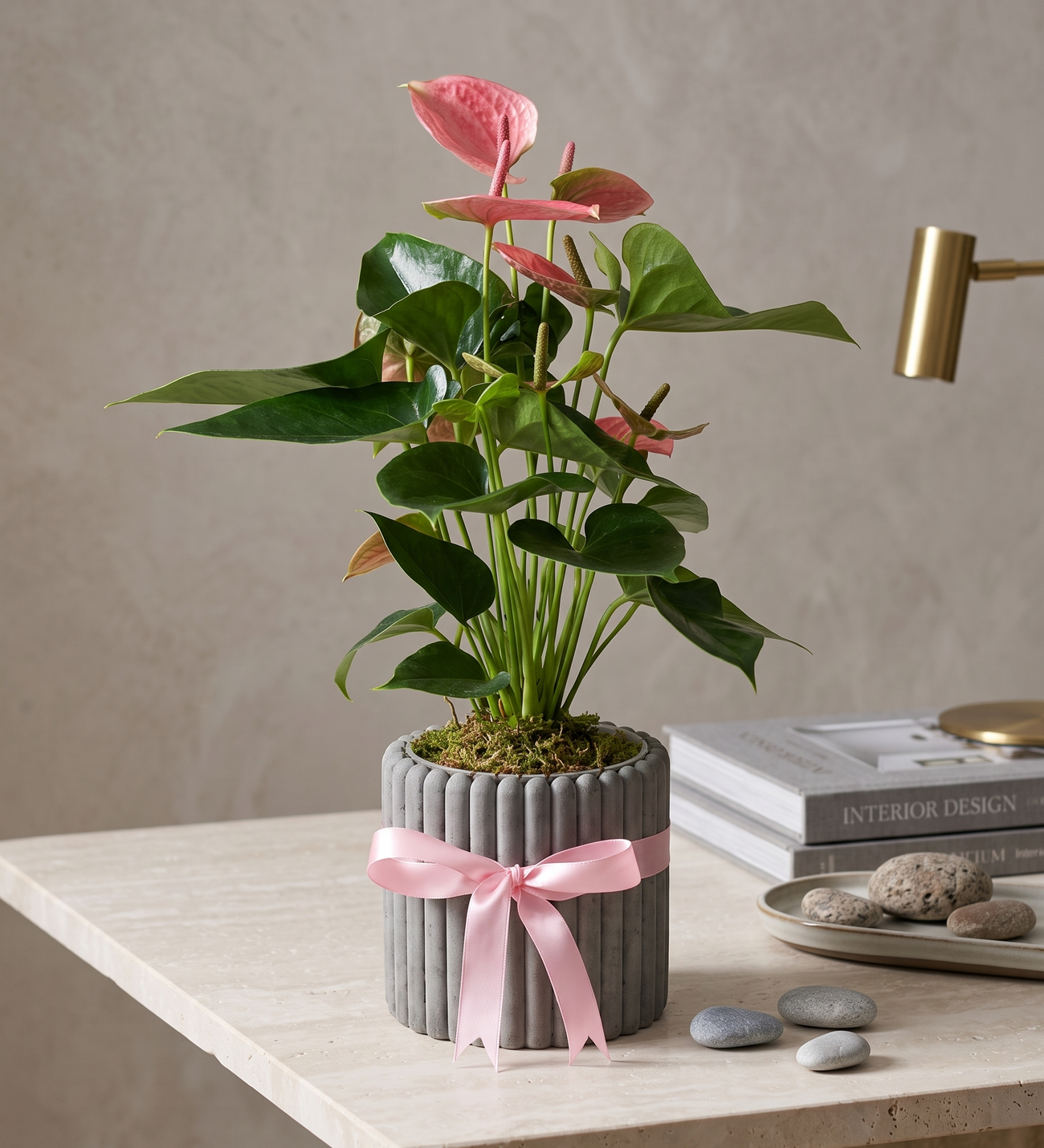 Rosa Anthurie im geriffelten grauen Betontopf, Eine hohe rosa Anthurie im geriffelten grauen Betontopf mit zartrosa Band, über fünfunddreissig Zentimeter glänzende Farbe.