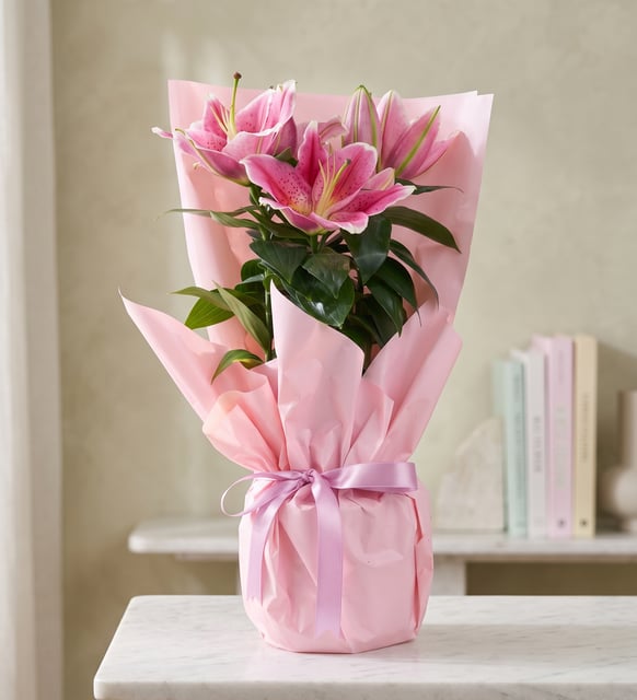 Rosa Lilie im Topf, rosa Papier, Eine duftende rosa Lilie im weissen Polymertopf mit zartrosa Papier und Band, vierzig bis fünfundvierzig Zentimeter stille Eleganz.