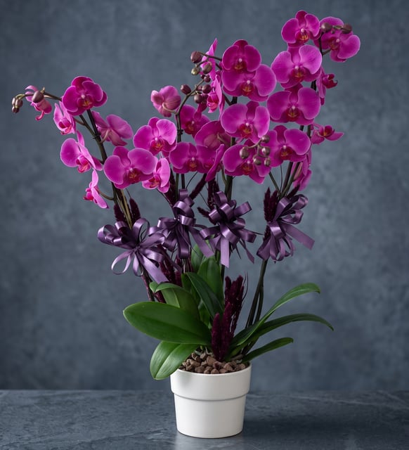Violette Orchidee mit vier Trieben und violetten Bändern, Zwei violette Phalaenopsis-Orchideen mit je zwei Trieben im weißen Topf, vier Blütentriebe mit violetten Bändern, 55 bis 60 Zentimeter hoch.