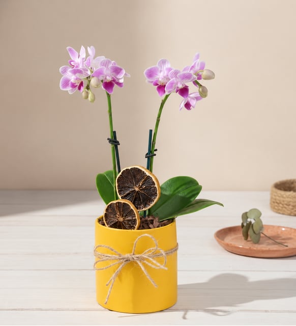 Mini-Orchidee in Violett mit zwei Trieben im gelben Topf, Eine violette Mini-Orchidee mit zwei Trieben im sonnengelben Topf, dekoriert mit getrockneten Zitronenscheiben, Moos und Juteschnur.