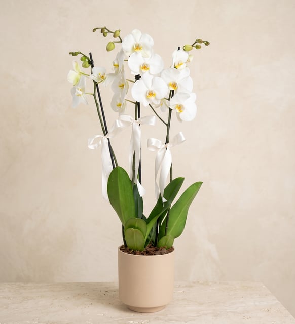 Weiße Orchidee mit drei Rispen im Betontopf, Eine einrispige und eine zweirispige weiße Phalaenopsis zusammen in einem steinfarbenen Betontopf, drei hohe Rispen in voller Blüte.