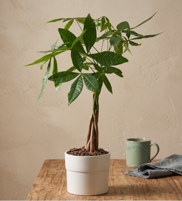 Arbre à Argent (Pachira) en Pot Blanc, Un arbre à argent au tronc tressé dans un pot blanc épuré, une plante porte-bonheur pour une nouvelle entreprise, un bureau ou une maison.